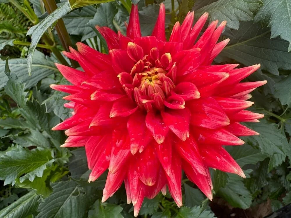 Dahlia 'Steven David' (Steven David Dahlia) — Northwest Blooms